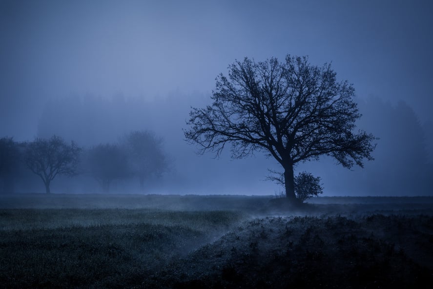 Foggy Night In Nature